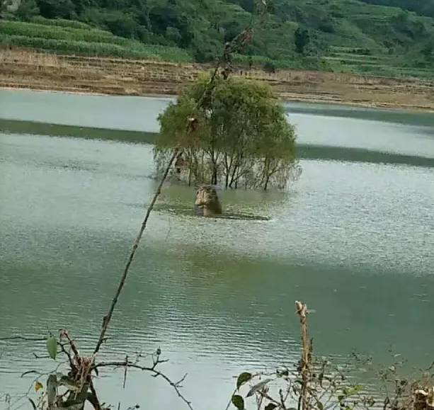 羅平板橋水怪最新動(dòng)態(tài)揭秘，傳聞中的神秘生物動(dòng)態(tài)更新！