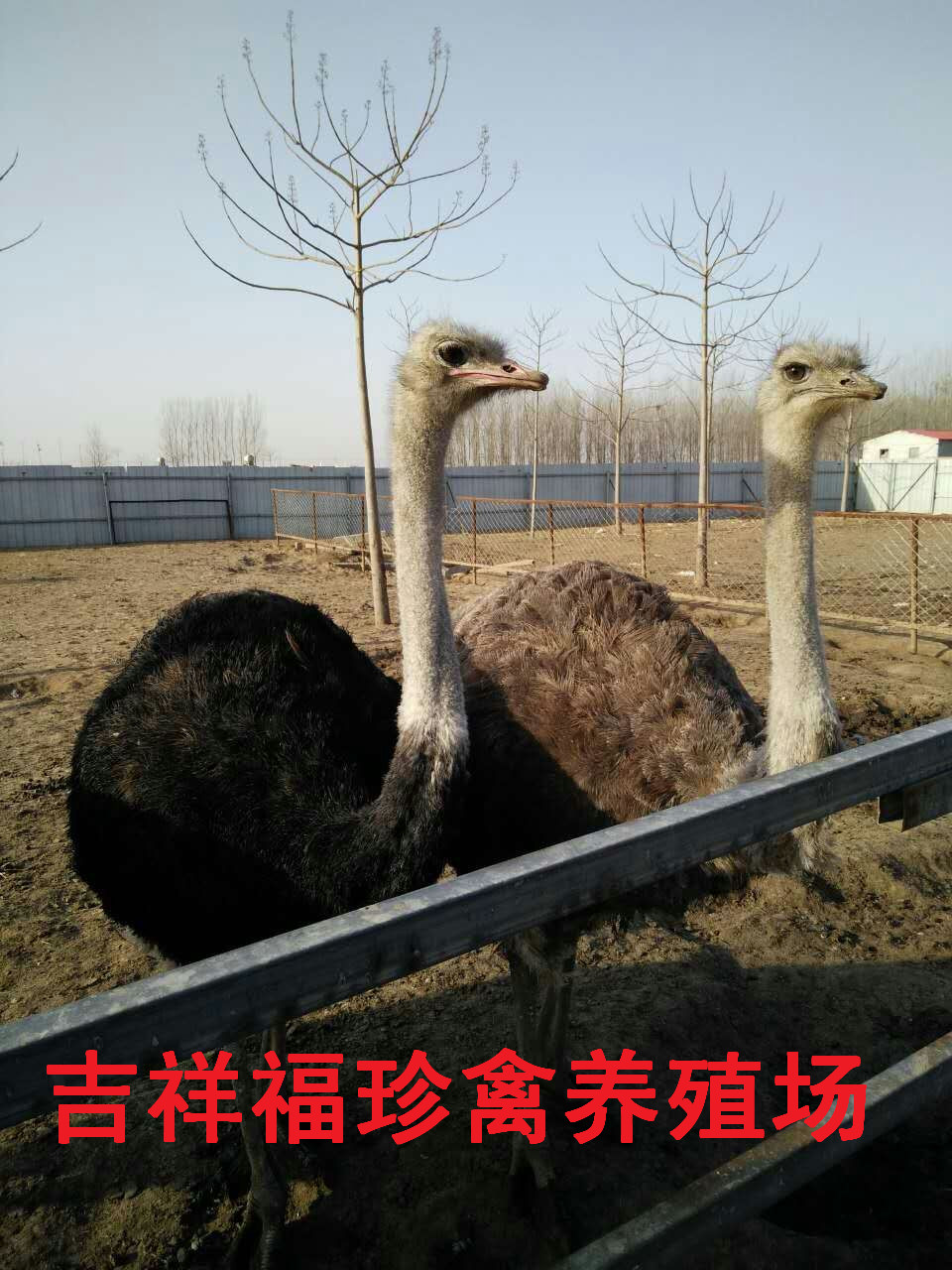 鴕鳥苗的奇遇與友情，價格揭秘的溫情故事