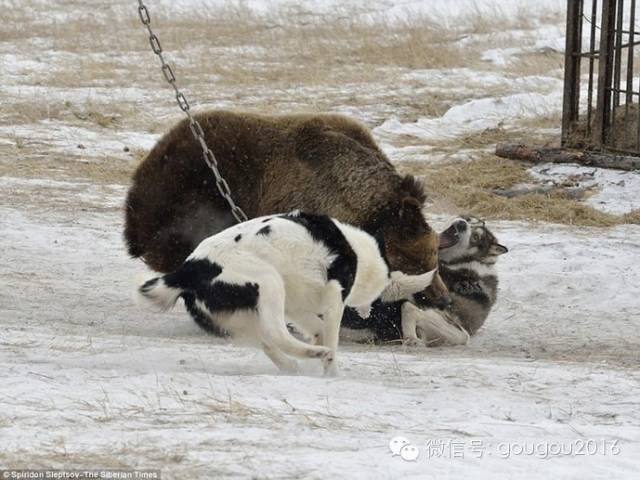 獵狗比賽超燃現(xiàn)場，激烈競技，不容錯過！